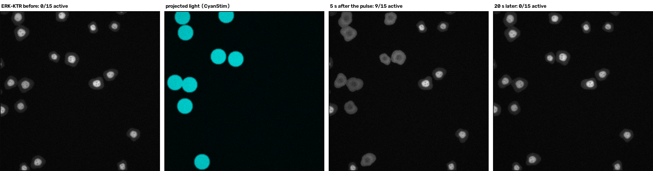photoactivation, before and after